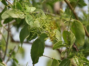 Salvadora persica tree